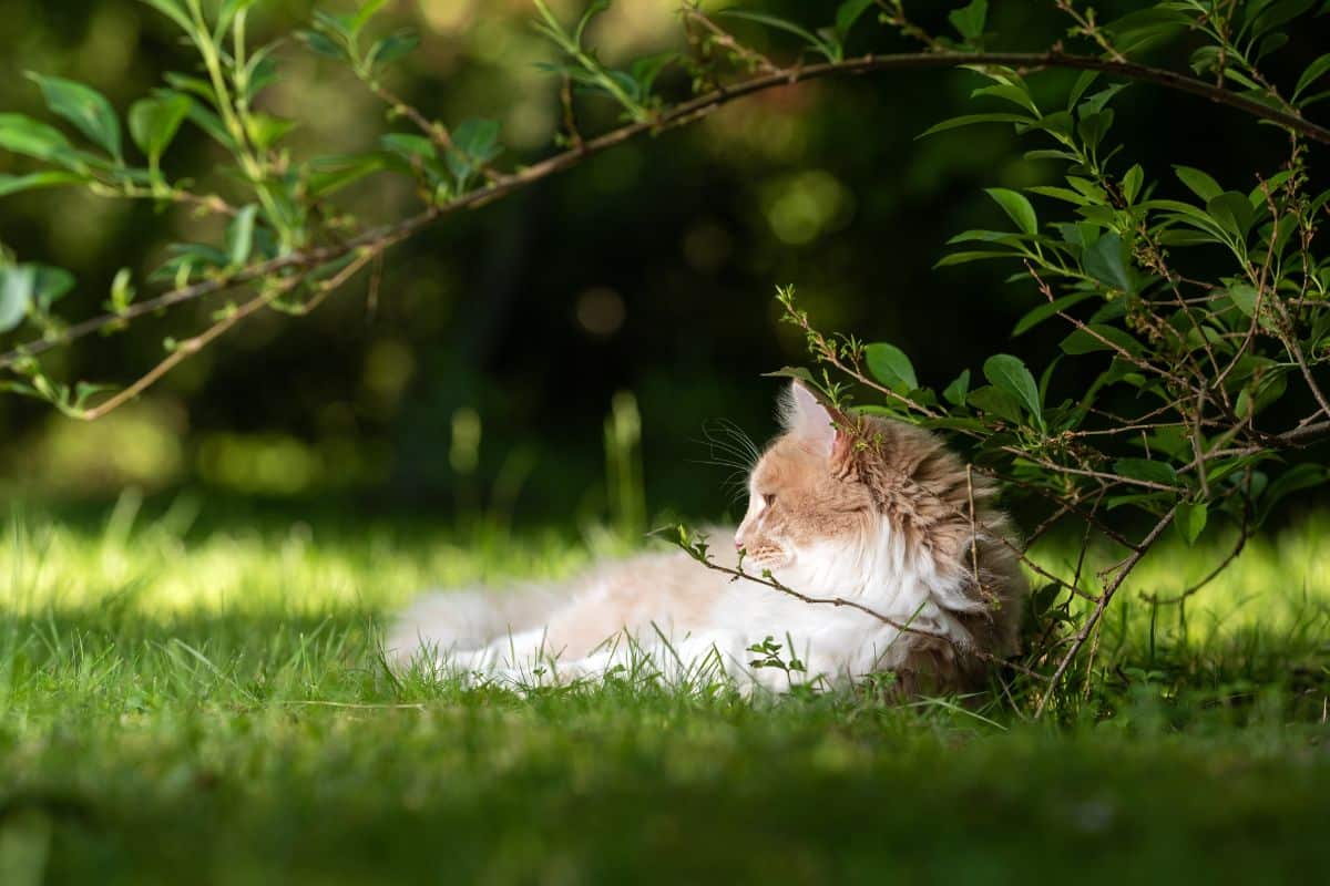 A ginger maine coon lying on green grass under a bush,