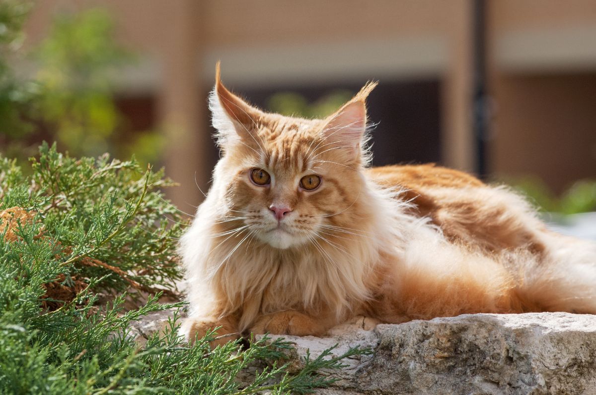 A fluffy ginger maine coon lying on rock in a backyard.