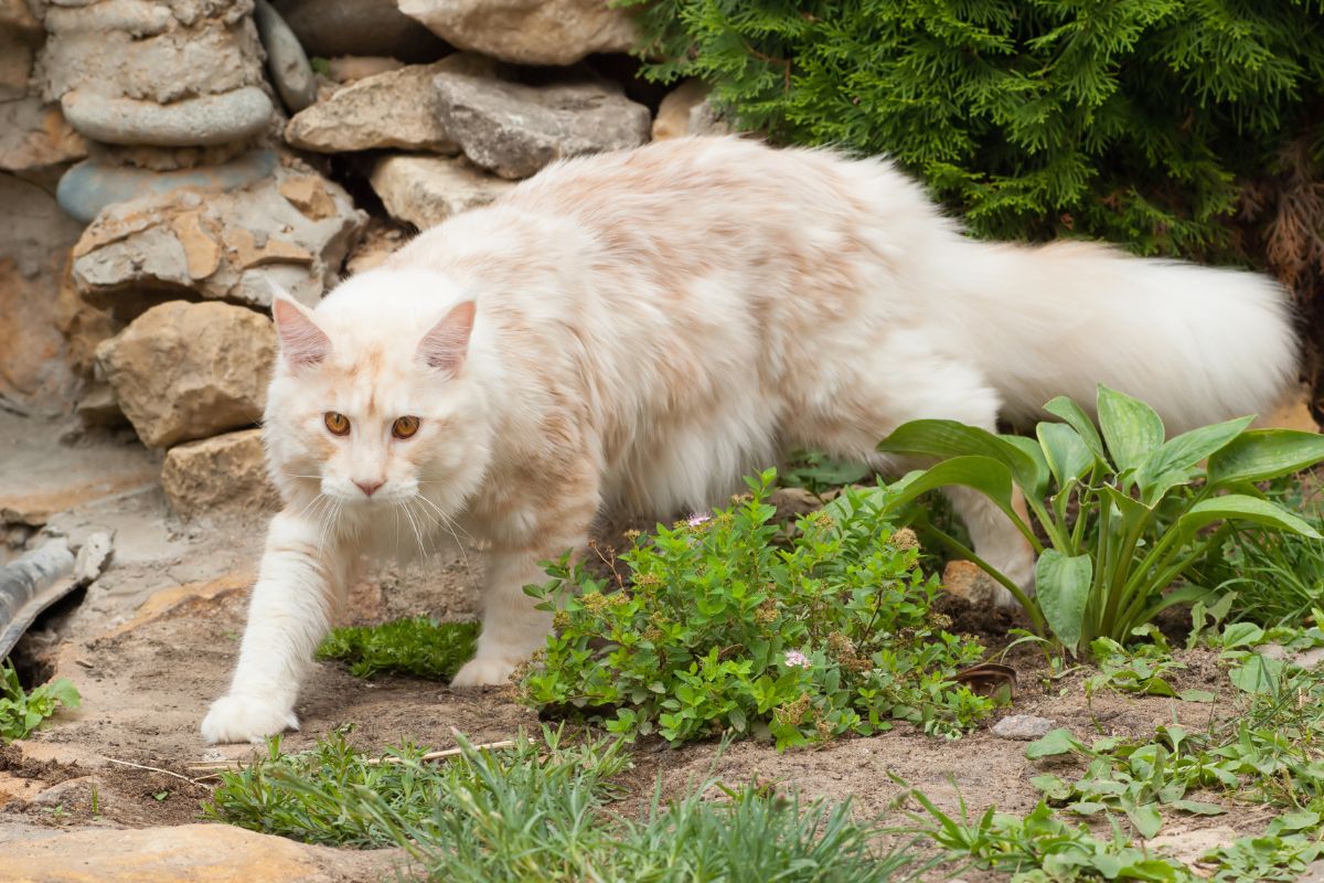 A huge fluffy ginger maine coon walking in a garden.
