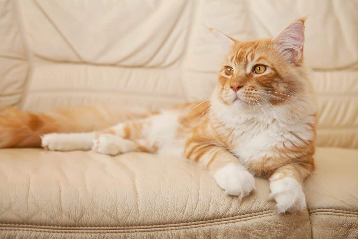 A gigner maine coon lying on a cream sofa.