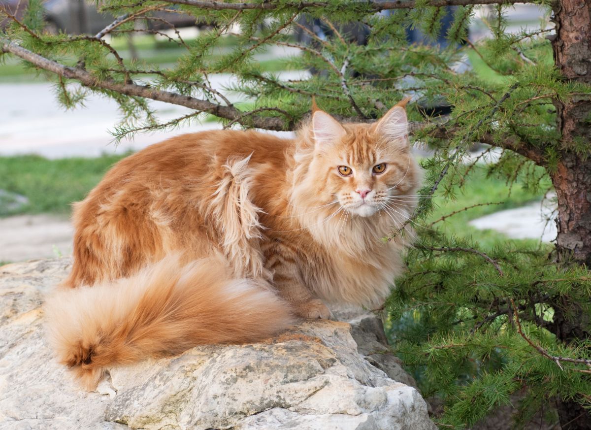 A ginger maine coon sitting on rock outdoor.