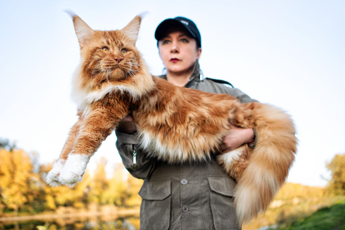 Young woman holding a huge ginger maine coot cat.