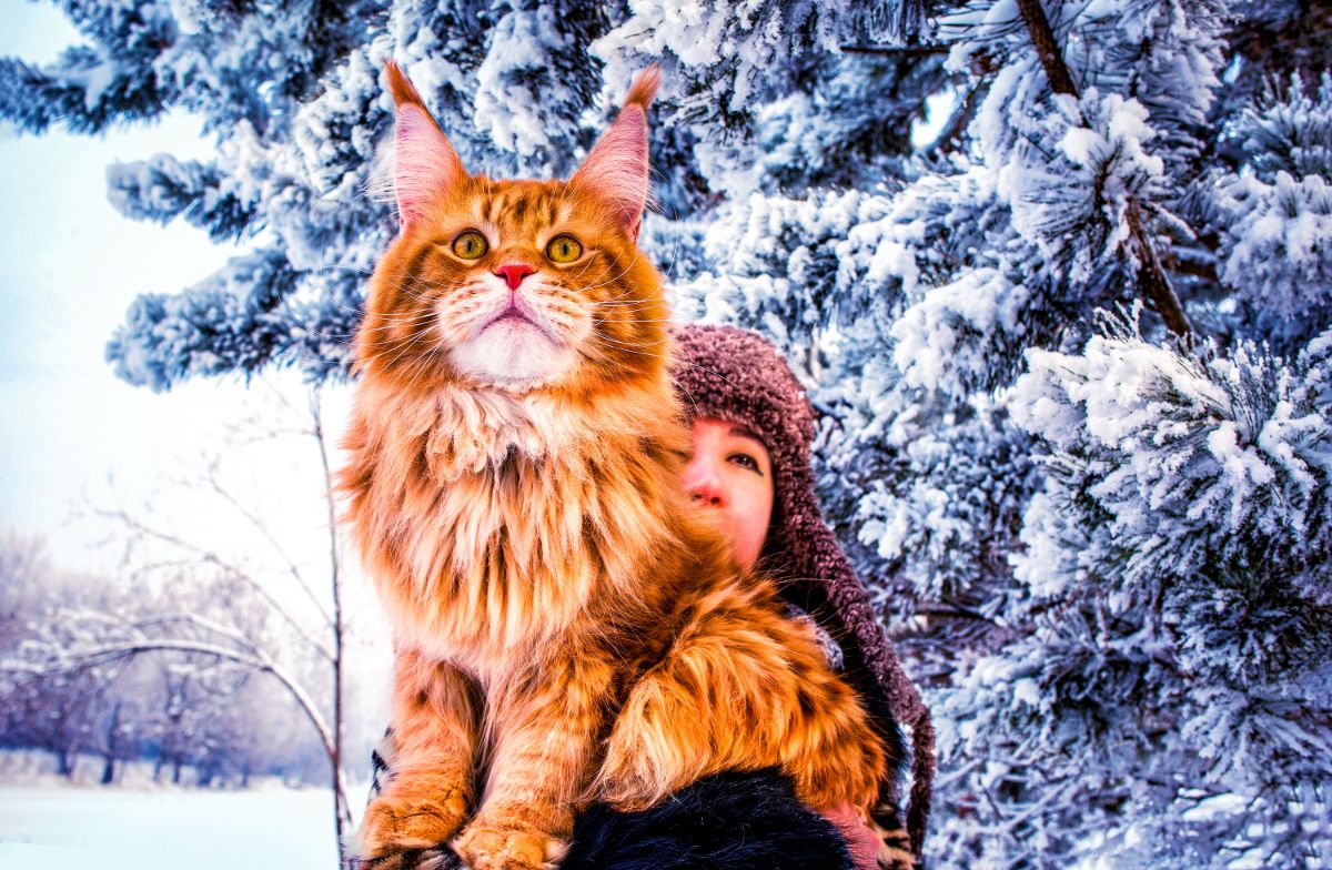 Young woman holding a big ginger maine coon cat outdoor during winter.
