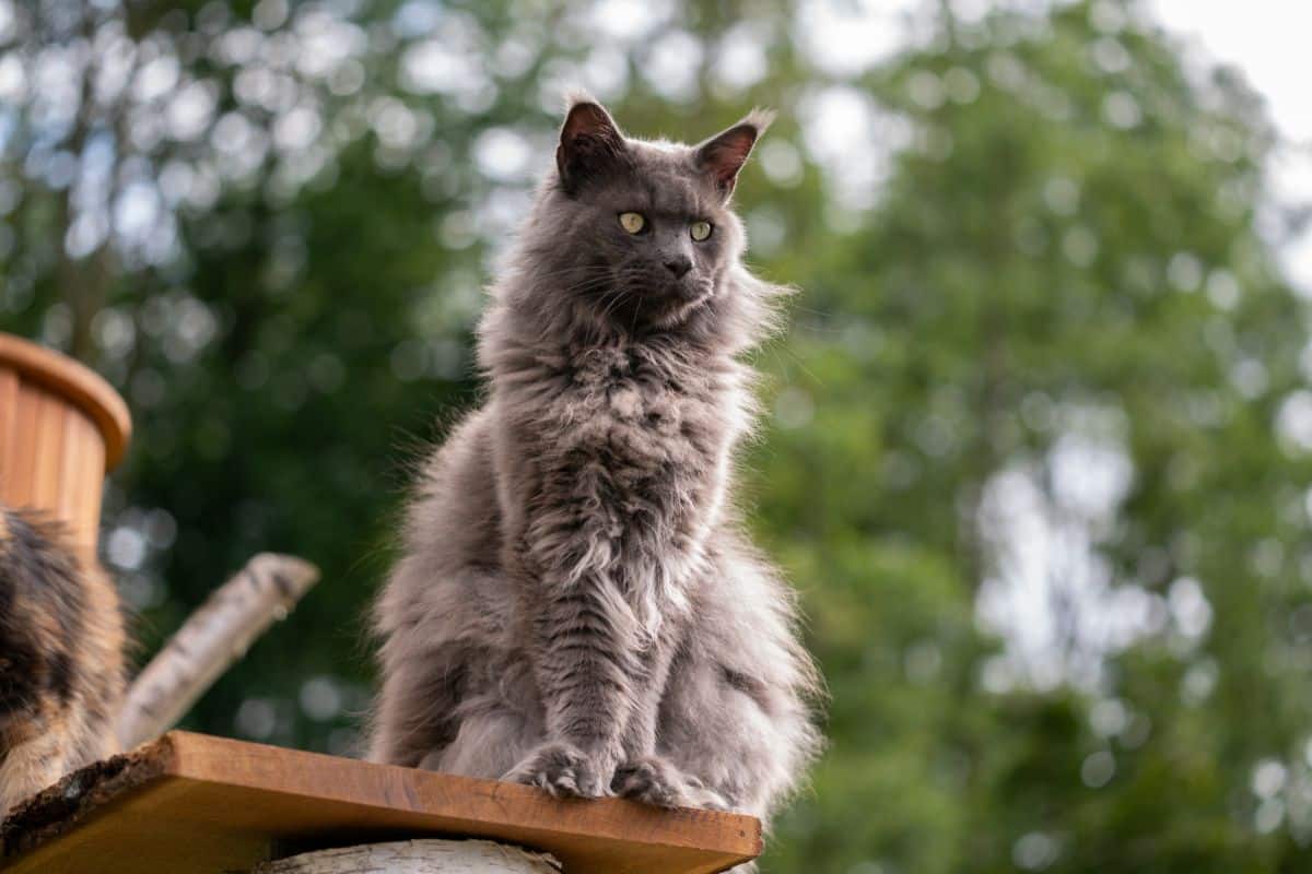 A gray fluffy maine coon standing on a wooden board.