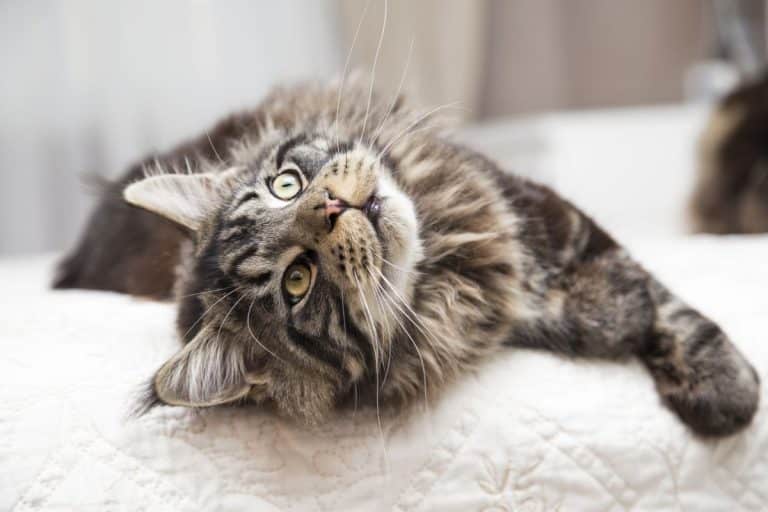 Are Maine Coons Friendly? (17 Interesting Facts) - MaineCoon.org