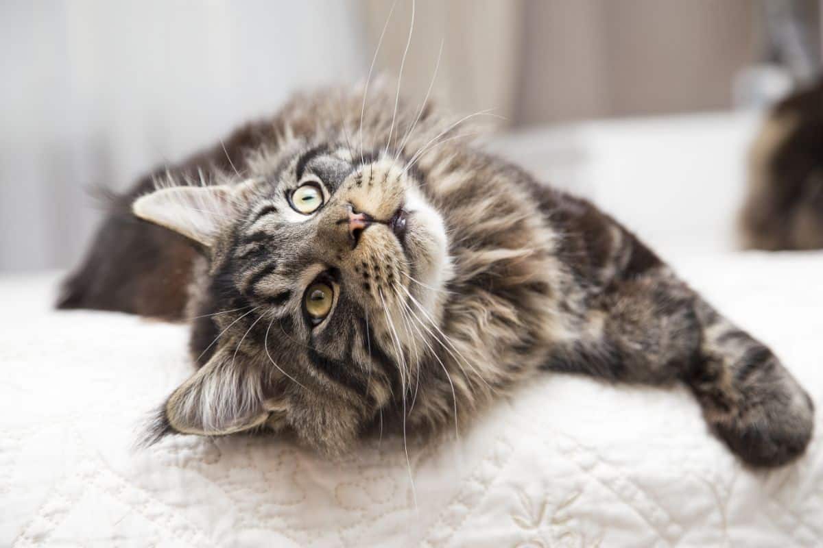 A gray maine coon lying on a sofa.