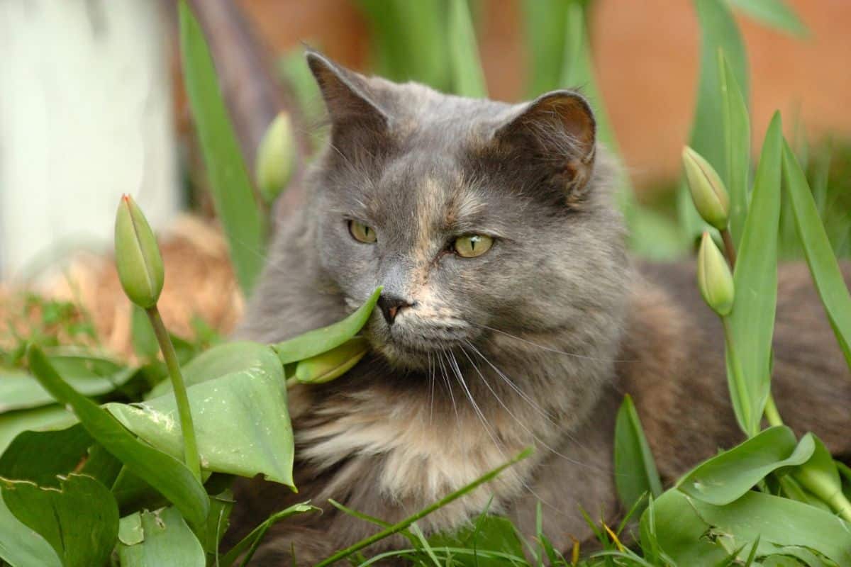 A gray fluffy maine coon lying in plants.