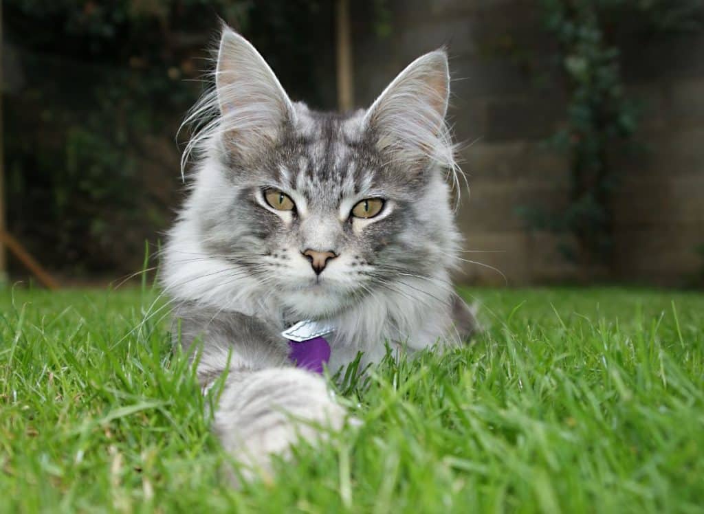 How Much Are Maine Coon Cats (Prices in 2022)