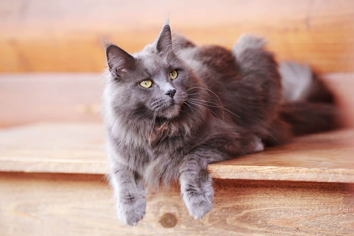 A gray fluffy maine coon siting on a wooden step.