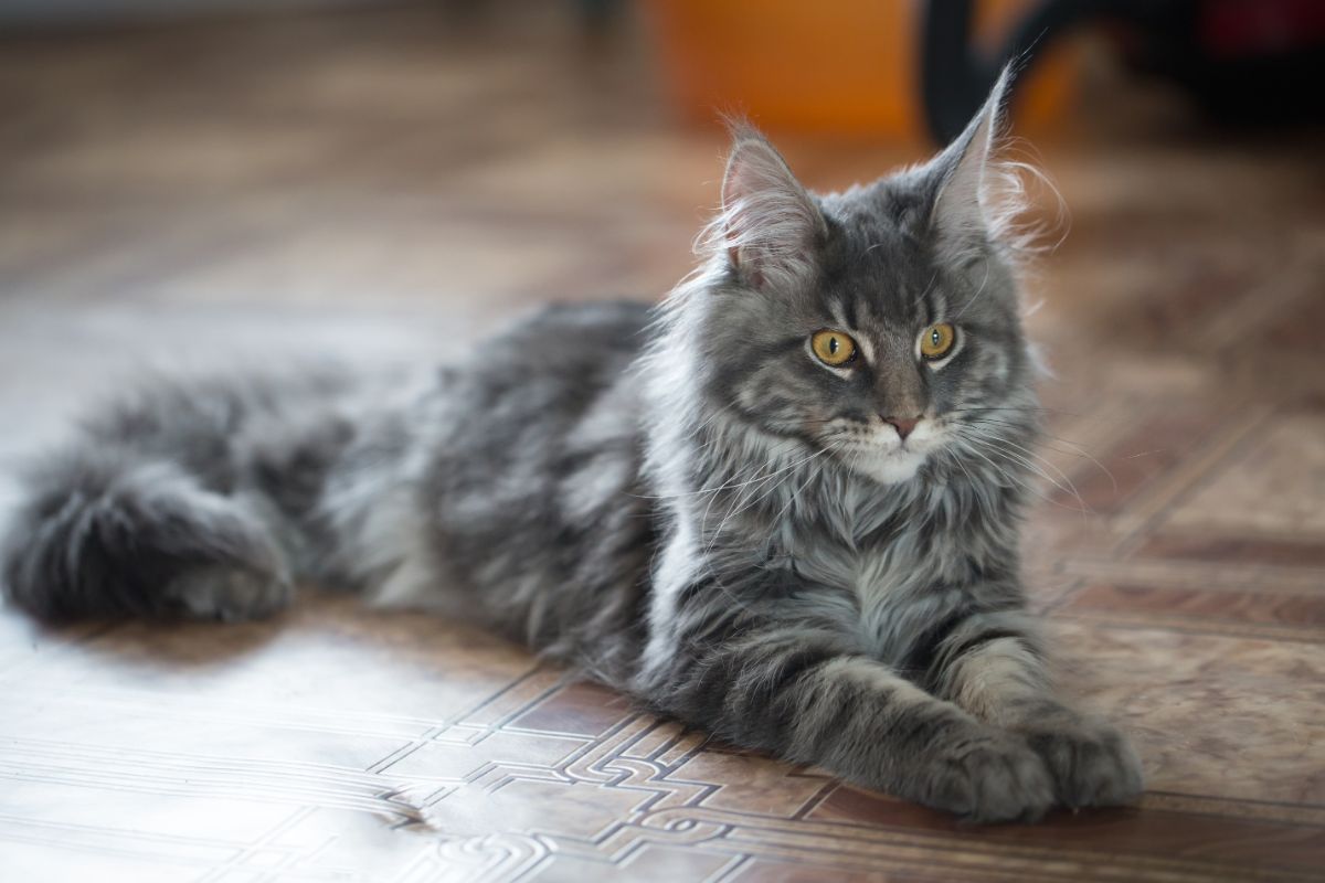 A big gray maine coon cat lying on a floor.