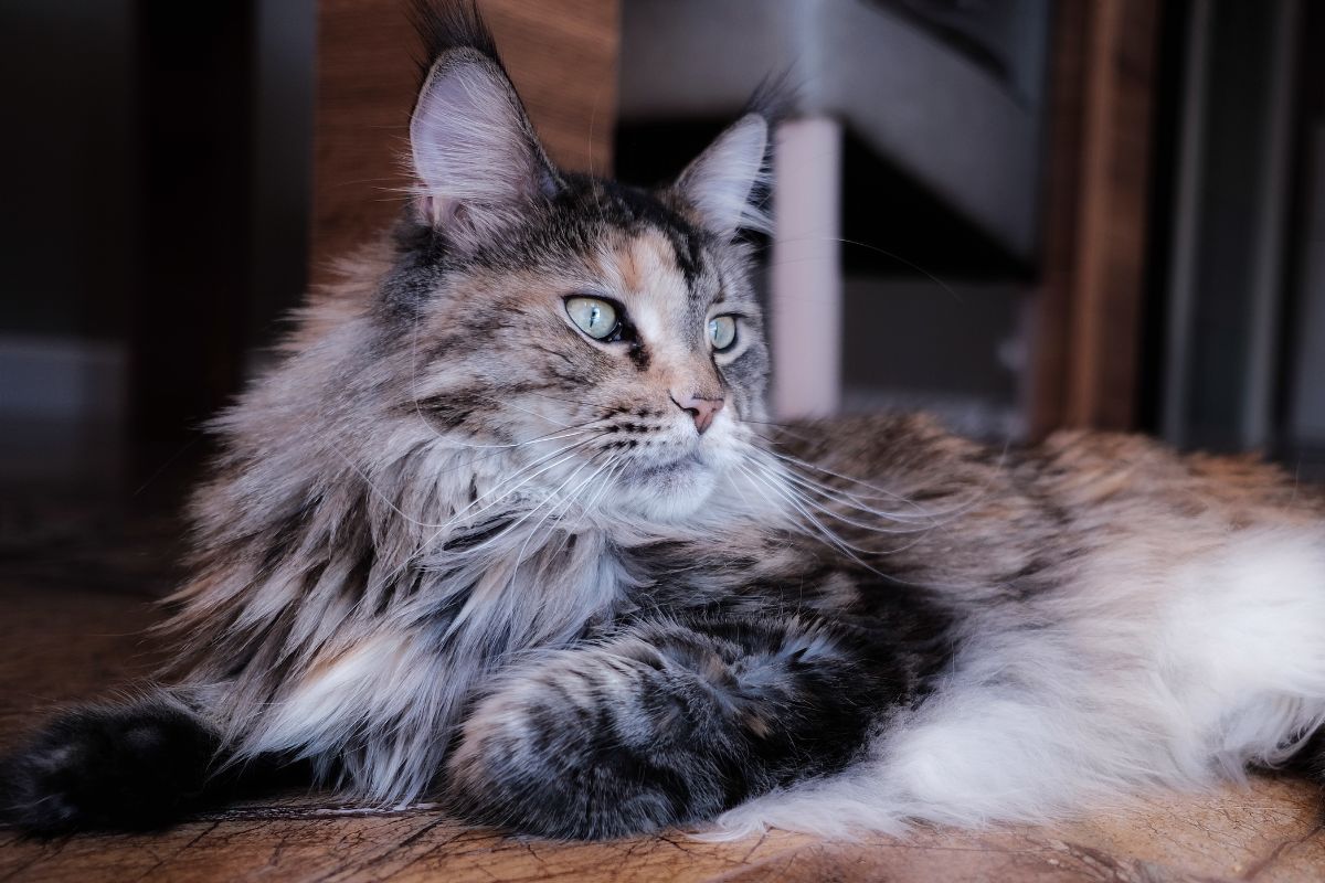 A big fluffy brown maine coon lying on a floor.