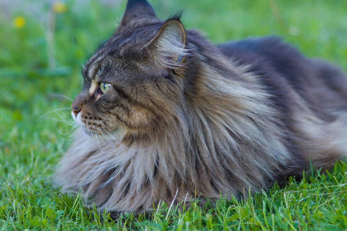 A brown fluffy maine coon lying in green grass-