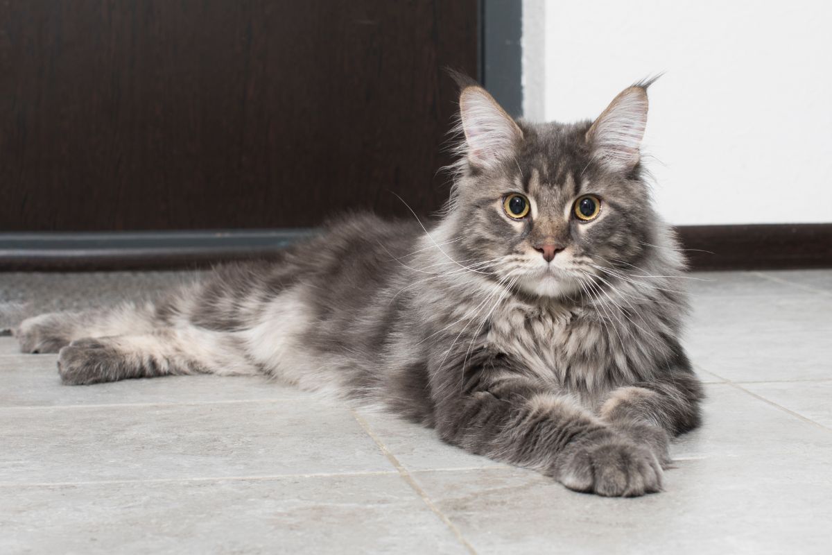 A gray big maine coon cat lying on a floor.