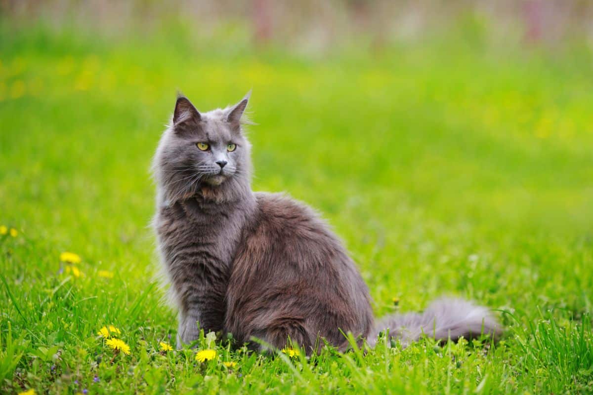 A gray fluffy maine coon cat sitting on a  green meadow.