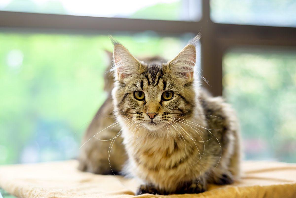 A gray fluffy maine coon sitting on a cat bed.