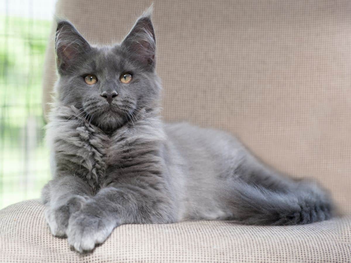 A gray maine coon sitting on a sofa.