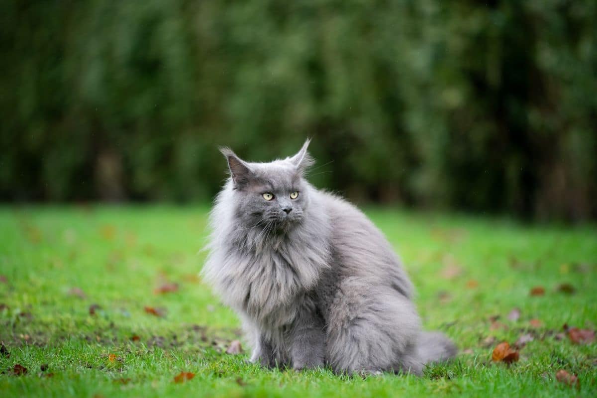 A beautiful fluffy gray maine coon sitting on green grass.