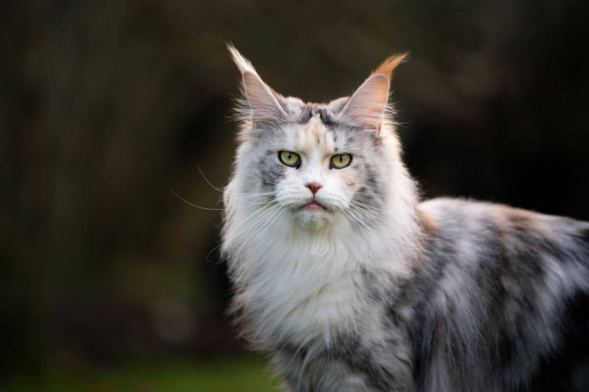 A gray maine coon looking upset.