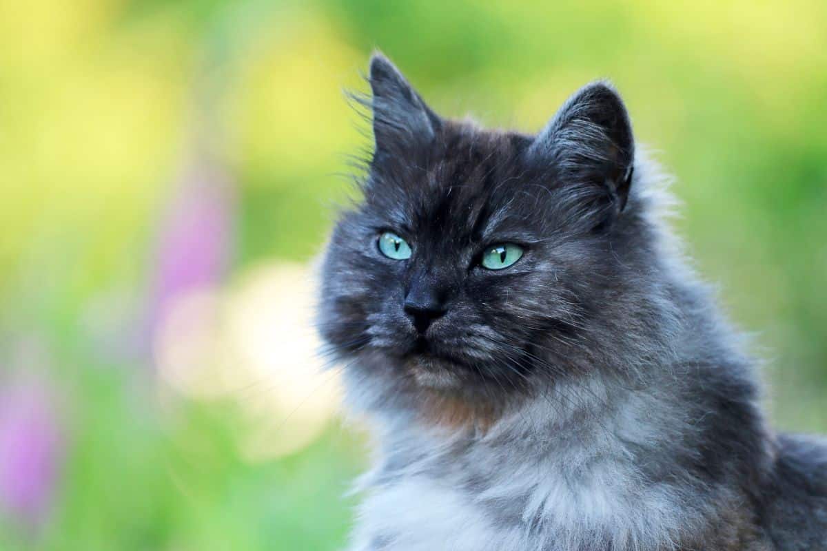 A gray main coon with green eyes.