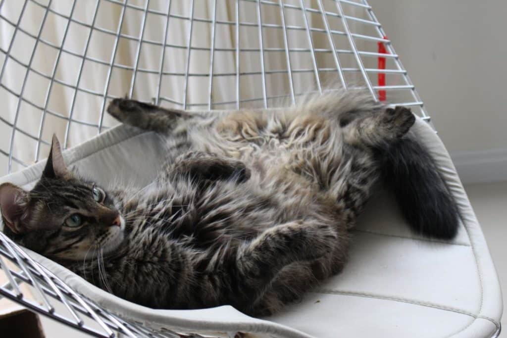 Why Do Maine Coons Lay on Their Back? (7 Surprising Facts)