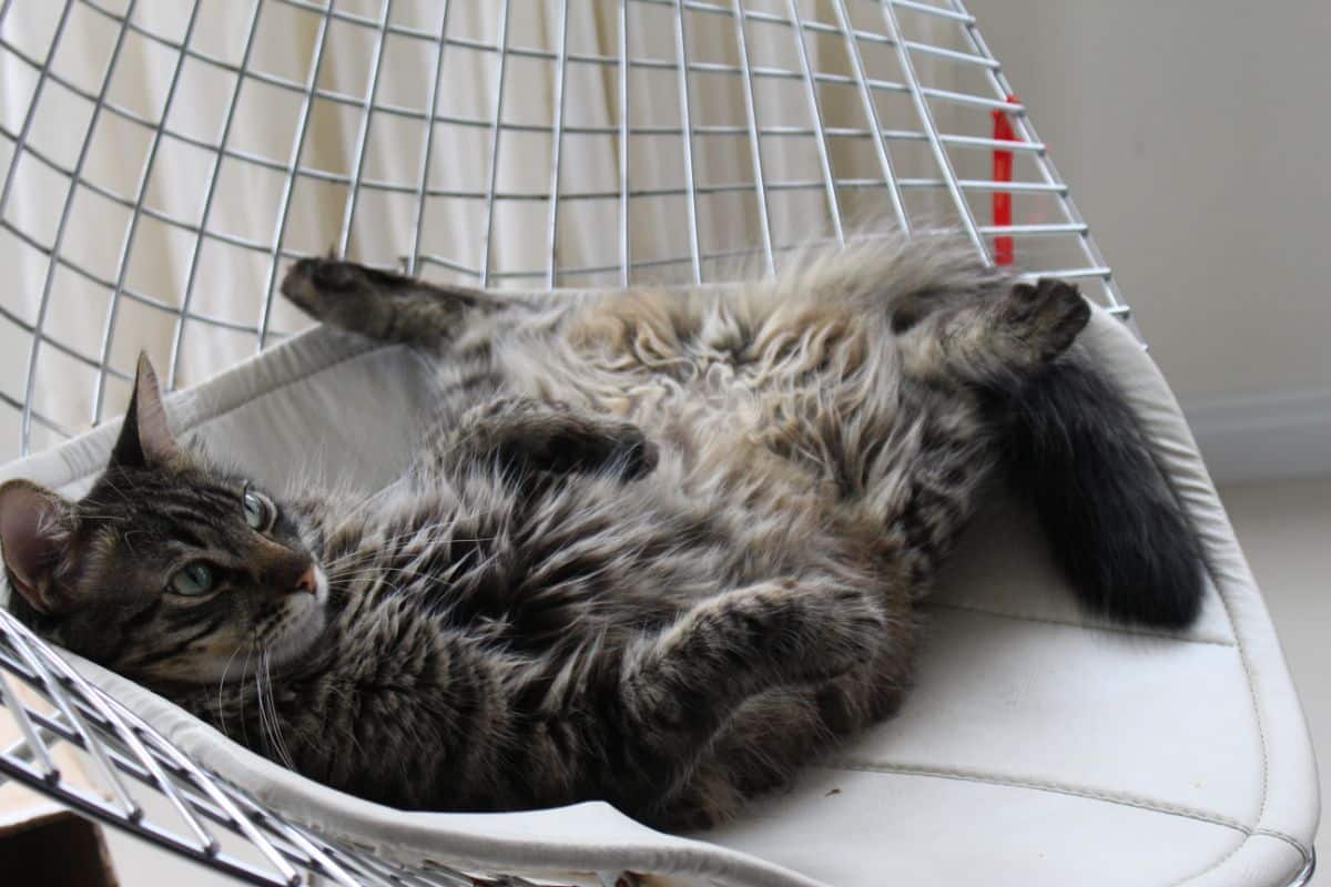 A black maine coon lying on a cat swing.