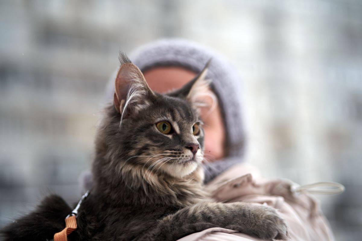 A gray maine coon kitten held by human.