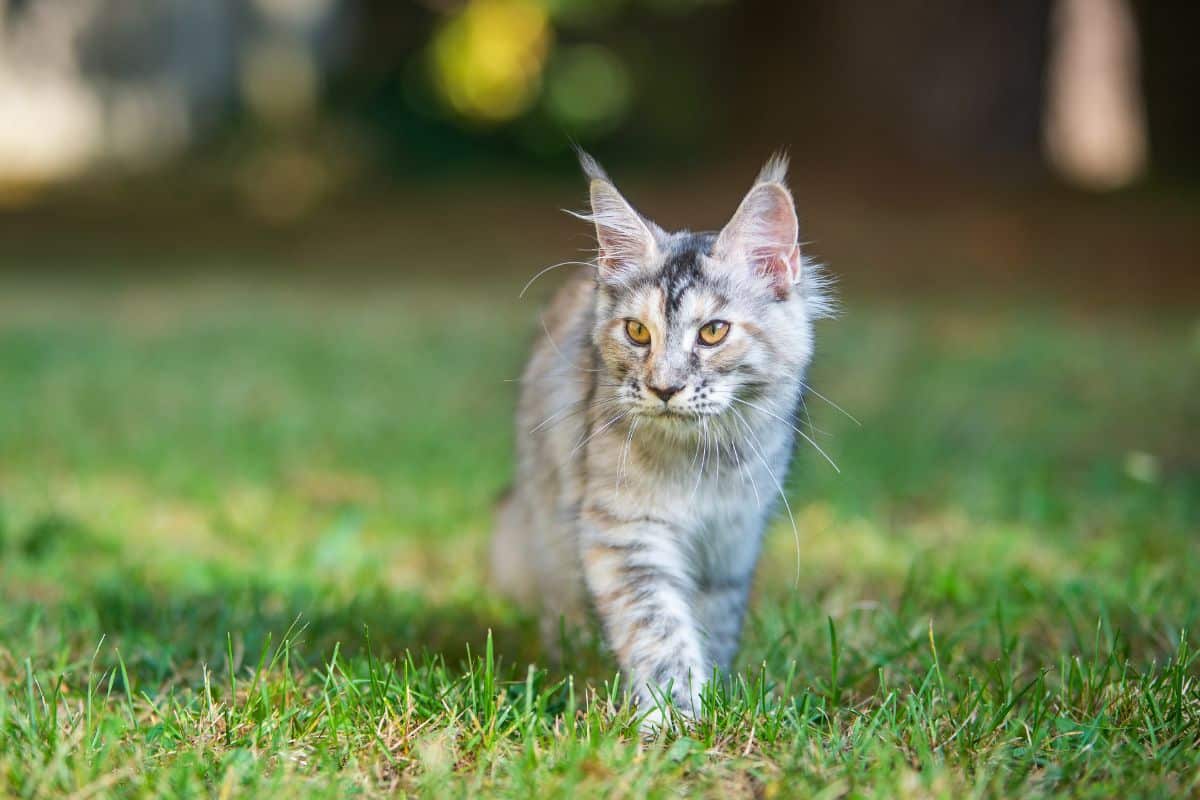 A gray maine coon walking on green grass.