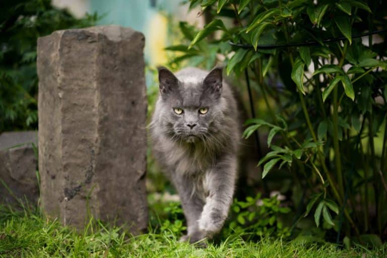 Do Maine Coons Protect Their Owners? (7 Surprising Facts)
