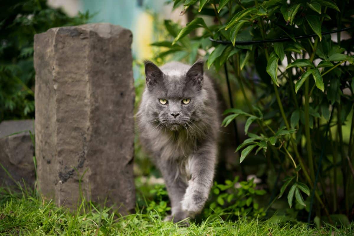 A gray angry-looking maine coon cat walking in a backyard.