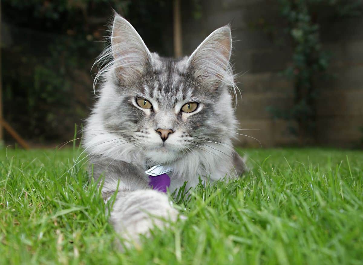 A gray maine coon cat with a purple tag lying on green grass.