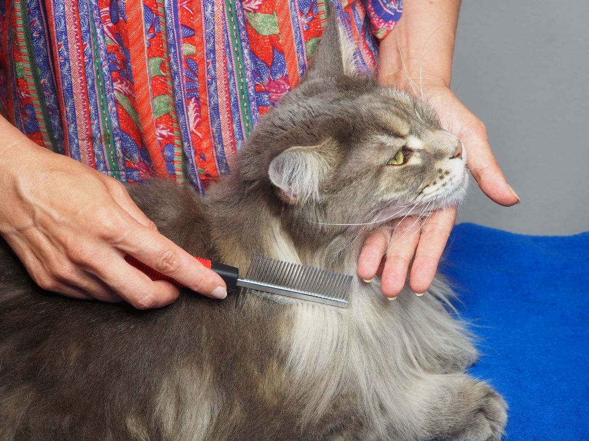 A woman combing a fluffy gray maine coon.