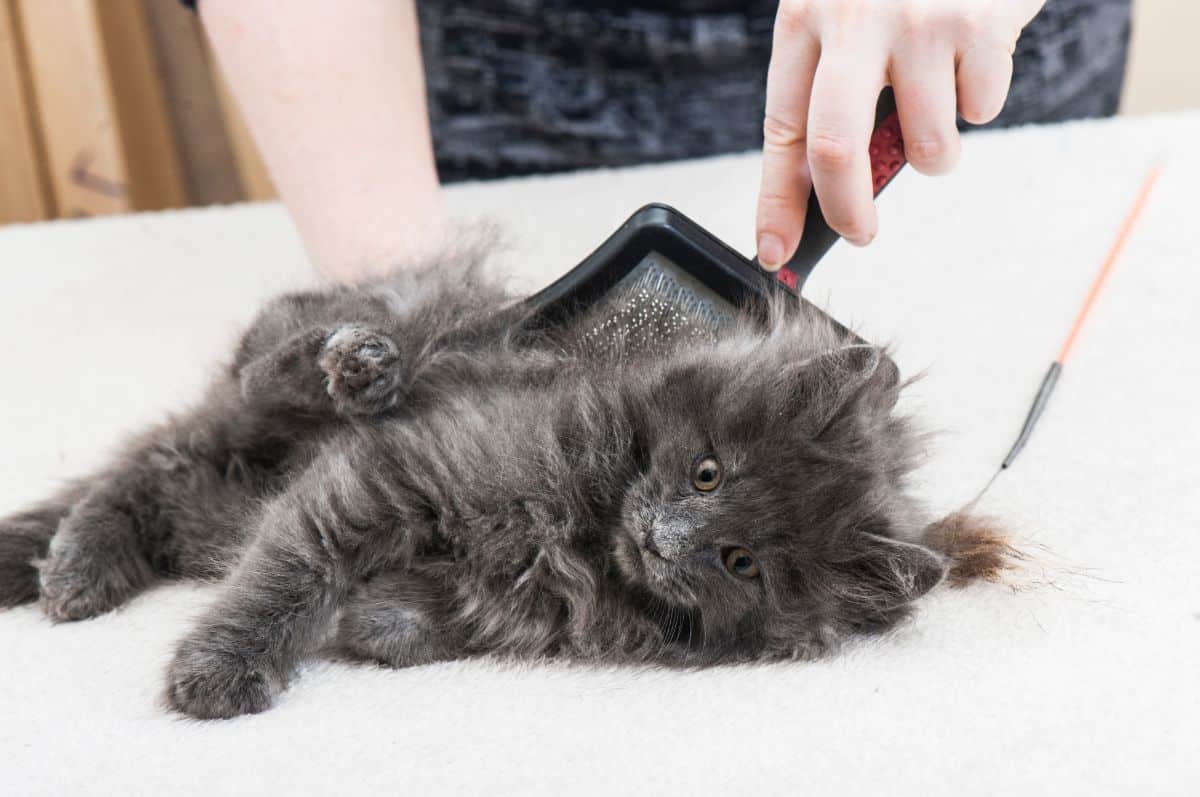 Hands with a brush brushing a black maine coon kitten.