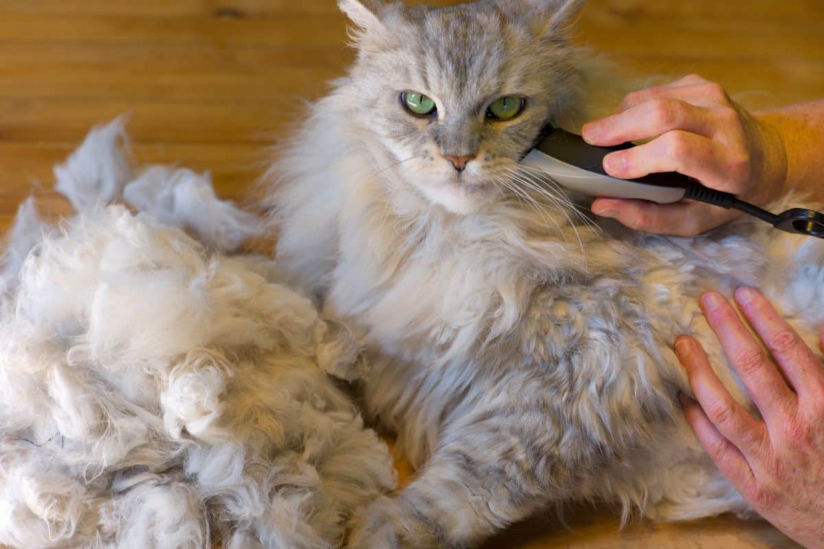 A ligh-gray maine coon getting trimmed.