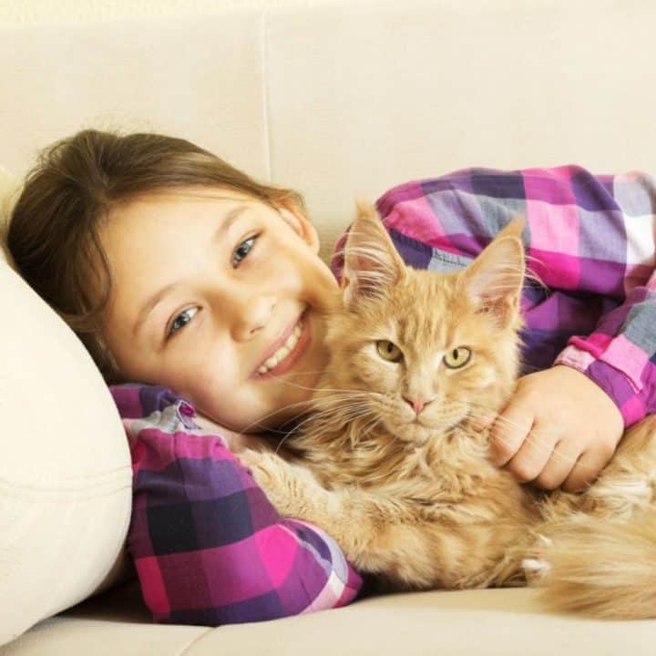 Why Are Maine Coons So Big? (11 Surprising Facts)