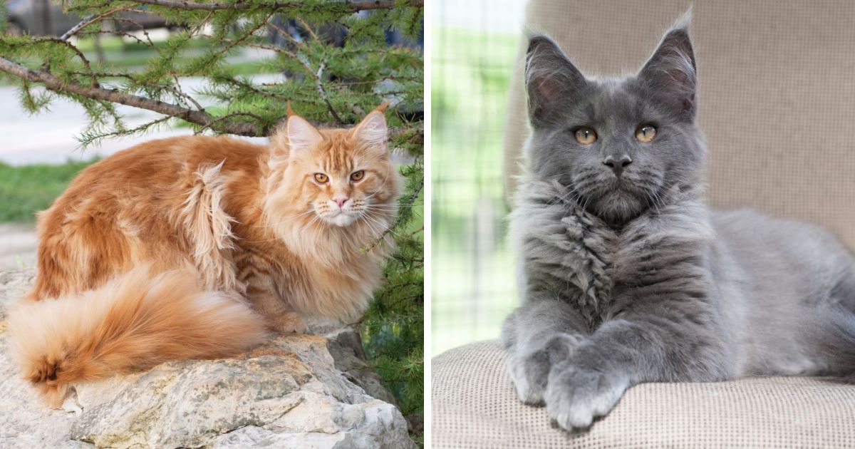 How Long Does A Maine Coon Live Answered MaineCoon Org   How Long Does A Maine Coon Live Fb 