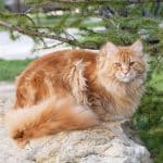 A ginger maine coon sitting on rock outdoor.