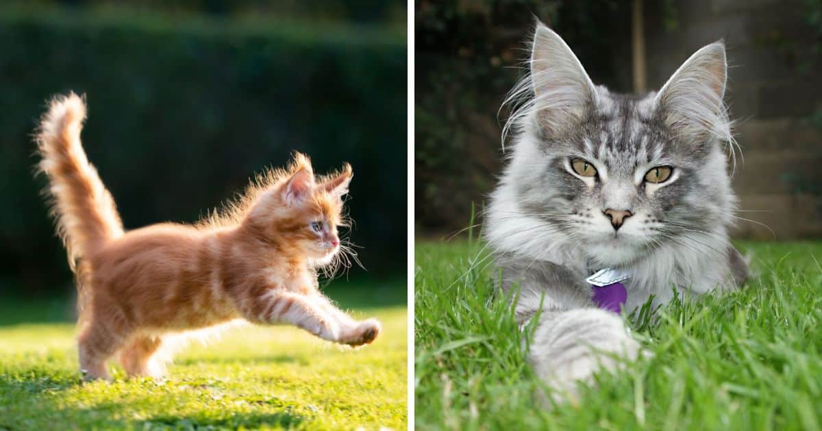 How Much Are Maine Coon Cats (Prices in 2022)