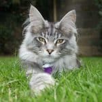 A big gray maine coon cat lying on a green grass.