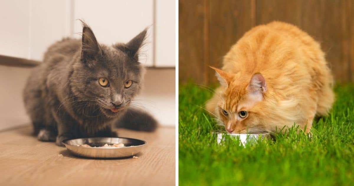 How Much Do Maine Coon Cats Eat In A Day 7 Surprising Facts