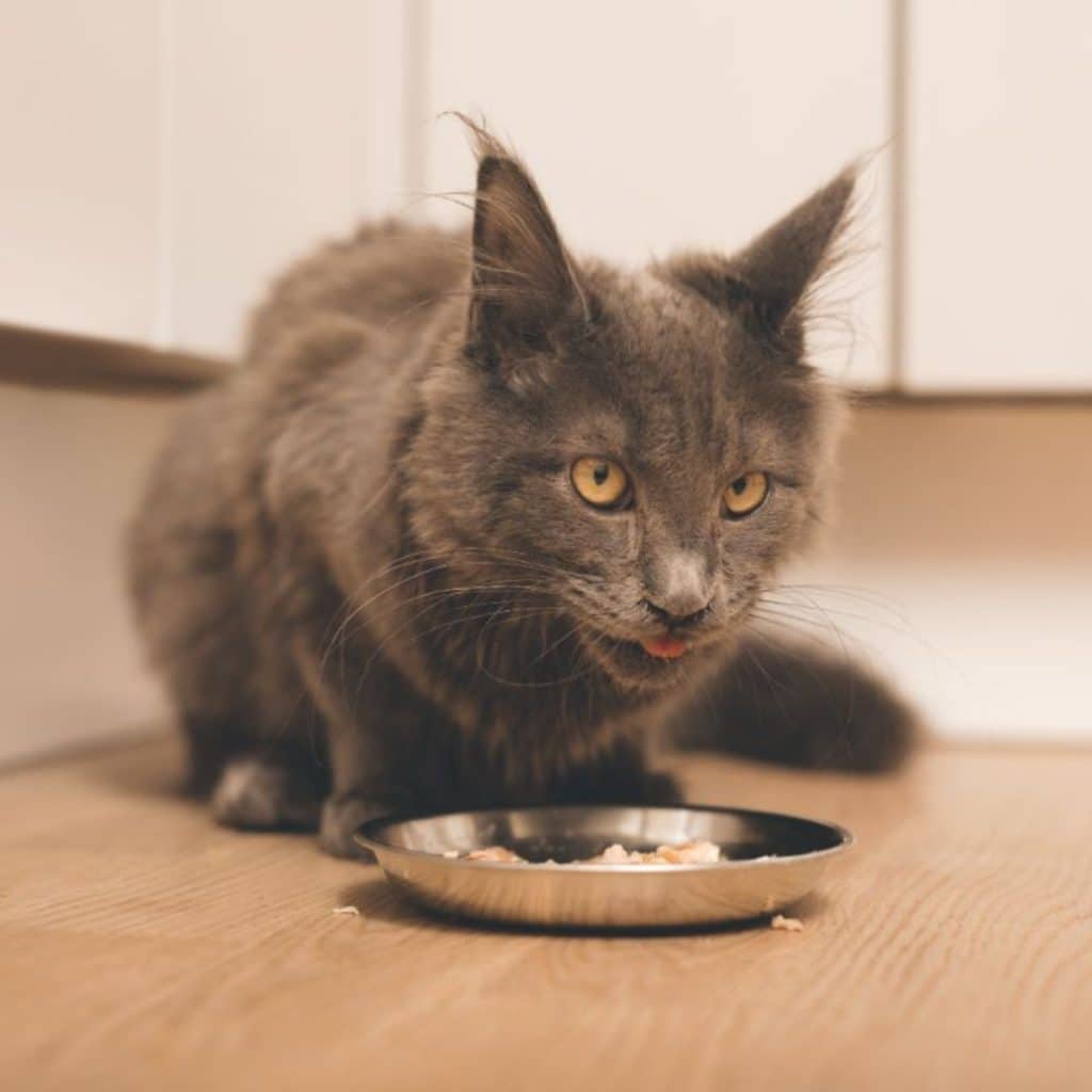 11 Foods Maine Coon Cats Love to Eat And Why