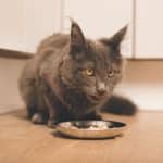 A brown fluffy maine coon eating from a plate.