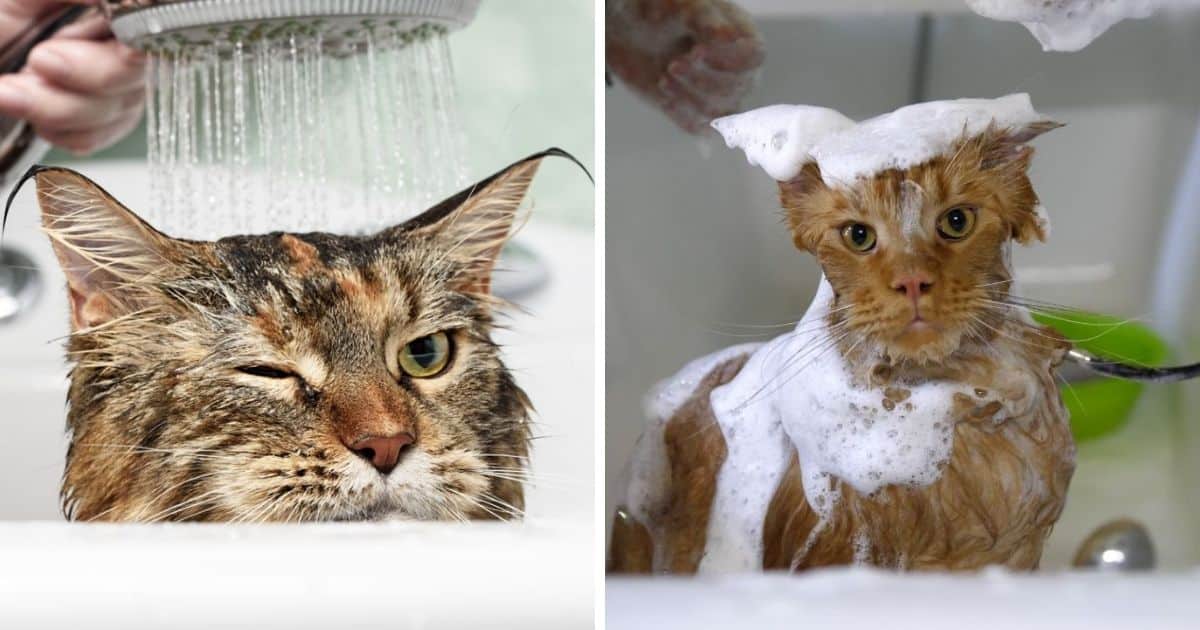 How Often Should You Bathe Your Maine Coon? (11 Expert Tips
