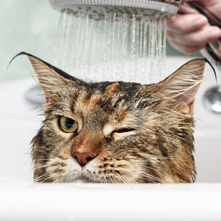 How To Keep Maine Coon Cats from Matting? (According to Vets