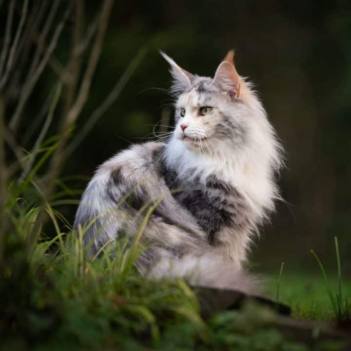 11 Reasons Why Maine Coon Cats Lick You