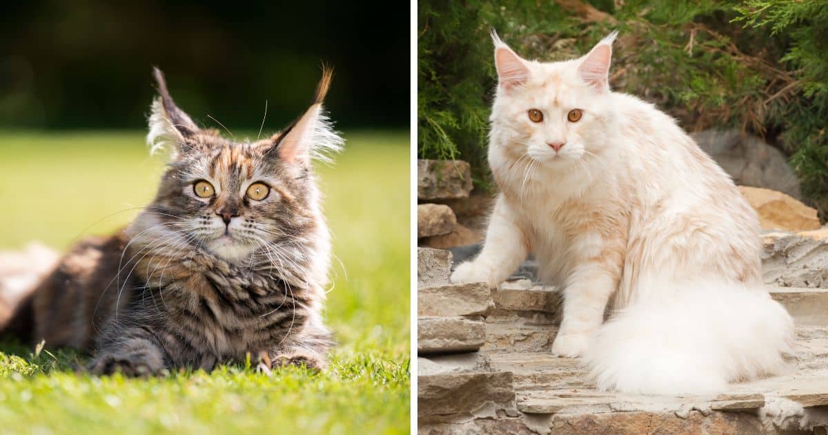 How Tall & Long Can a Maine Coon Cat Get? (Answered)