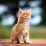 A cute ginger maine coon kitten sitting on a table.