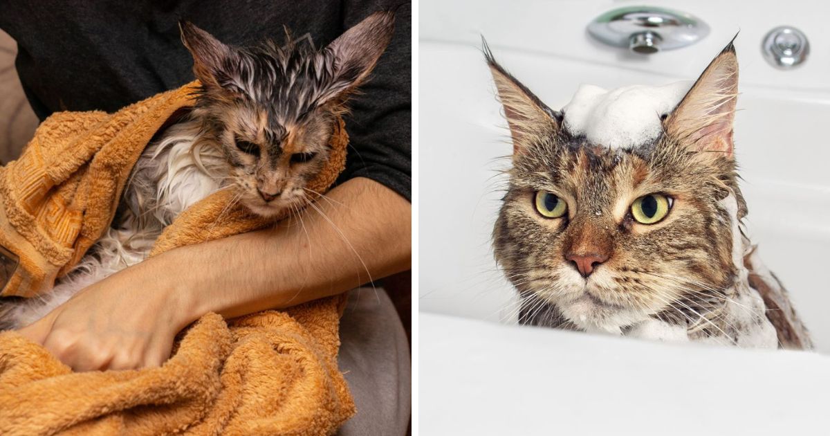 how-to-give-a-maine-coon-a-bath-7-tips-from-experts-mainecoon