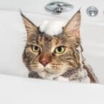 A gray maine coon with a soap on head in a bathtub.