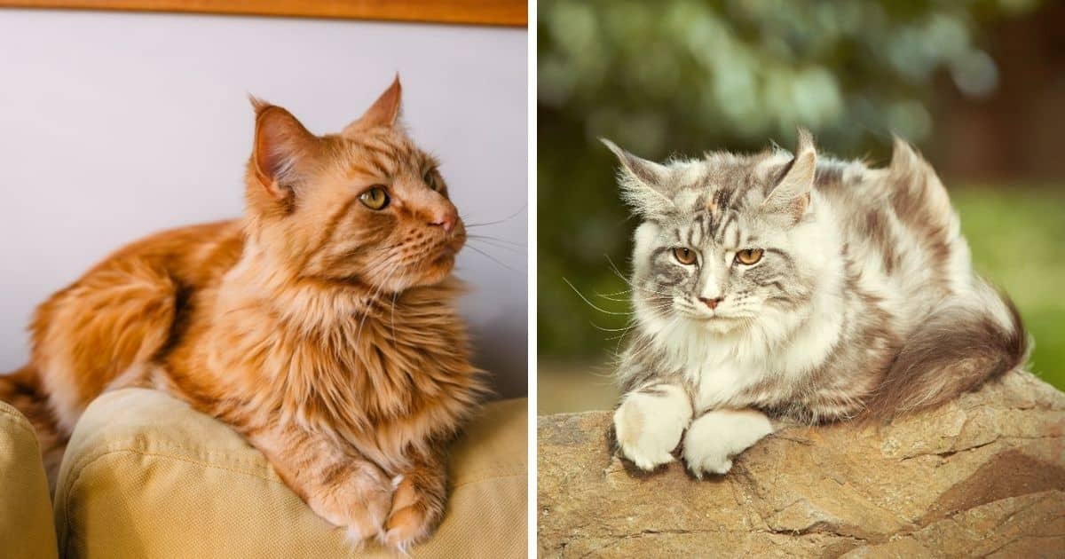https://mainecoon.org/wp-content/uploads/2022/09/how-to-keep-maine-coon-cats-from-matting-fb.jpg