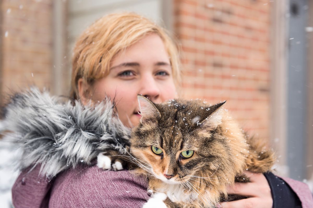 A woman holding a tabby maine coon.